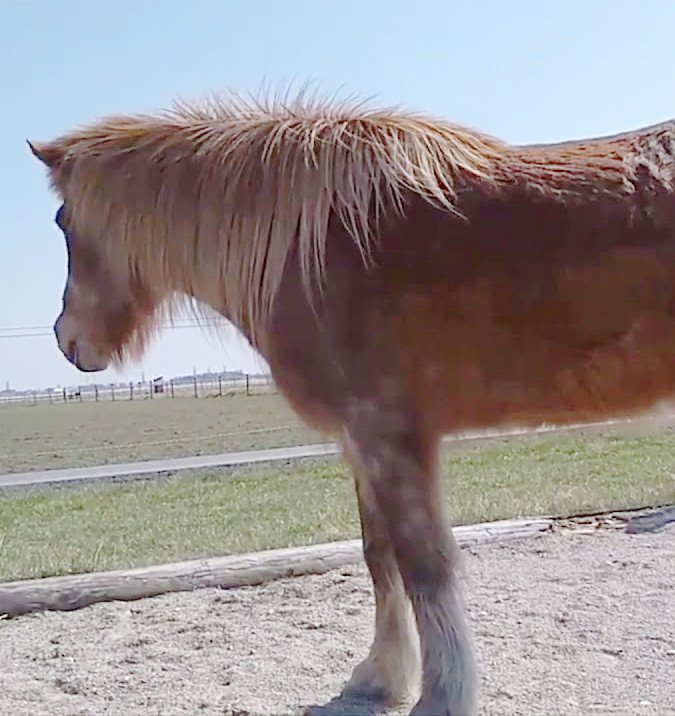 Video: Wie stärke ich die Verbindung zu meinem Pferd? #Bodenarbeit #WarwickSchiller #nervösesPferd